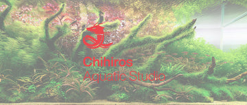 ? Attention Chihiros Aquatic Studio Fans! ? chihiros aquatic studio