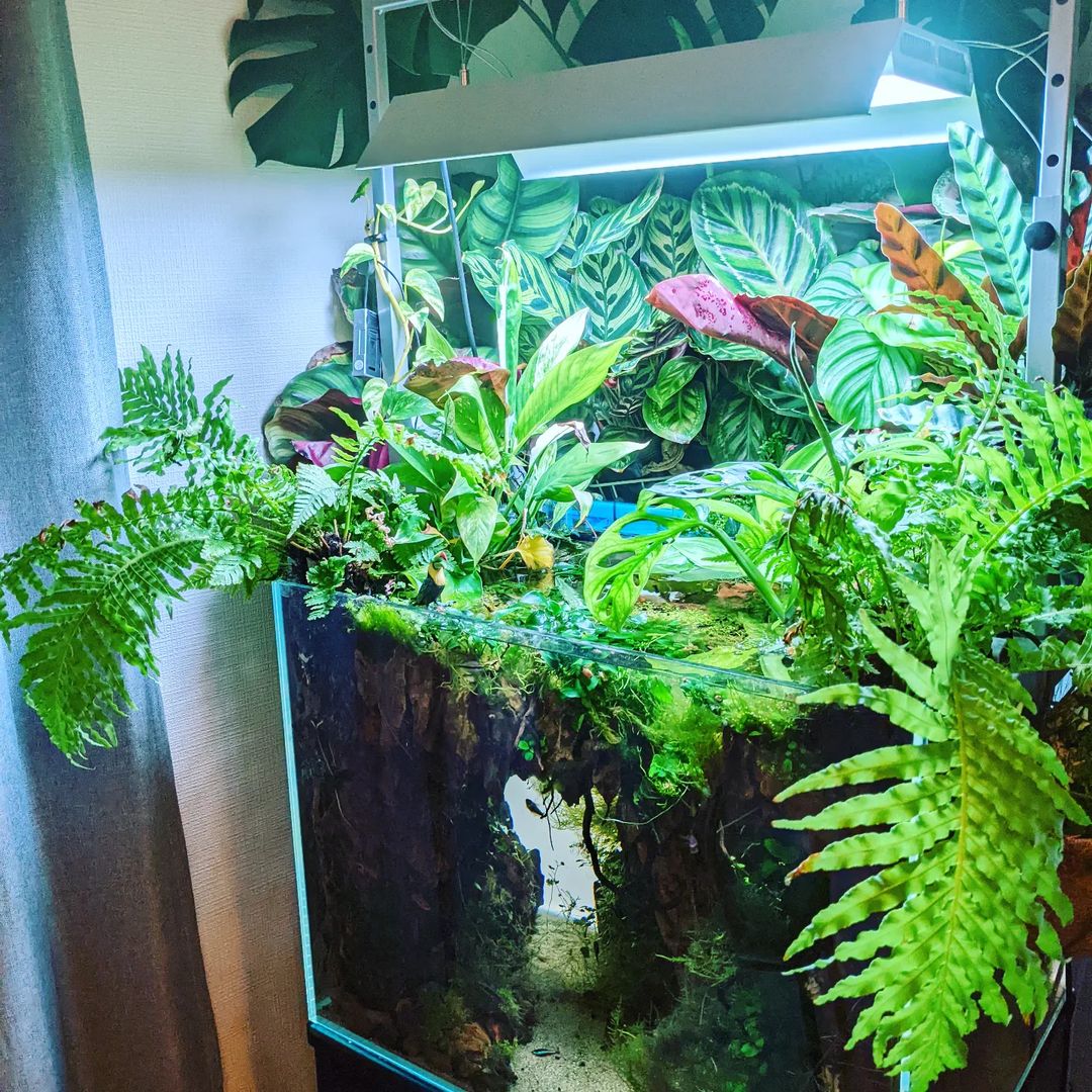 Take a look at these great aquascapes using our products chihiros aquatic studio