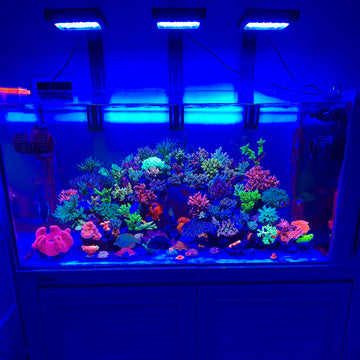 World-class forum reefbuilders made a report on our new reef light Chihiros Nova 1 chihiros aquatic studio
