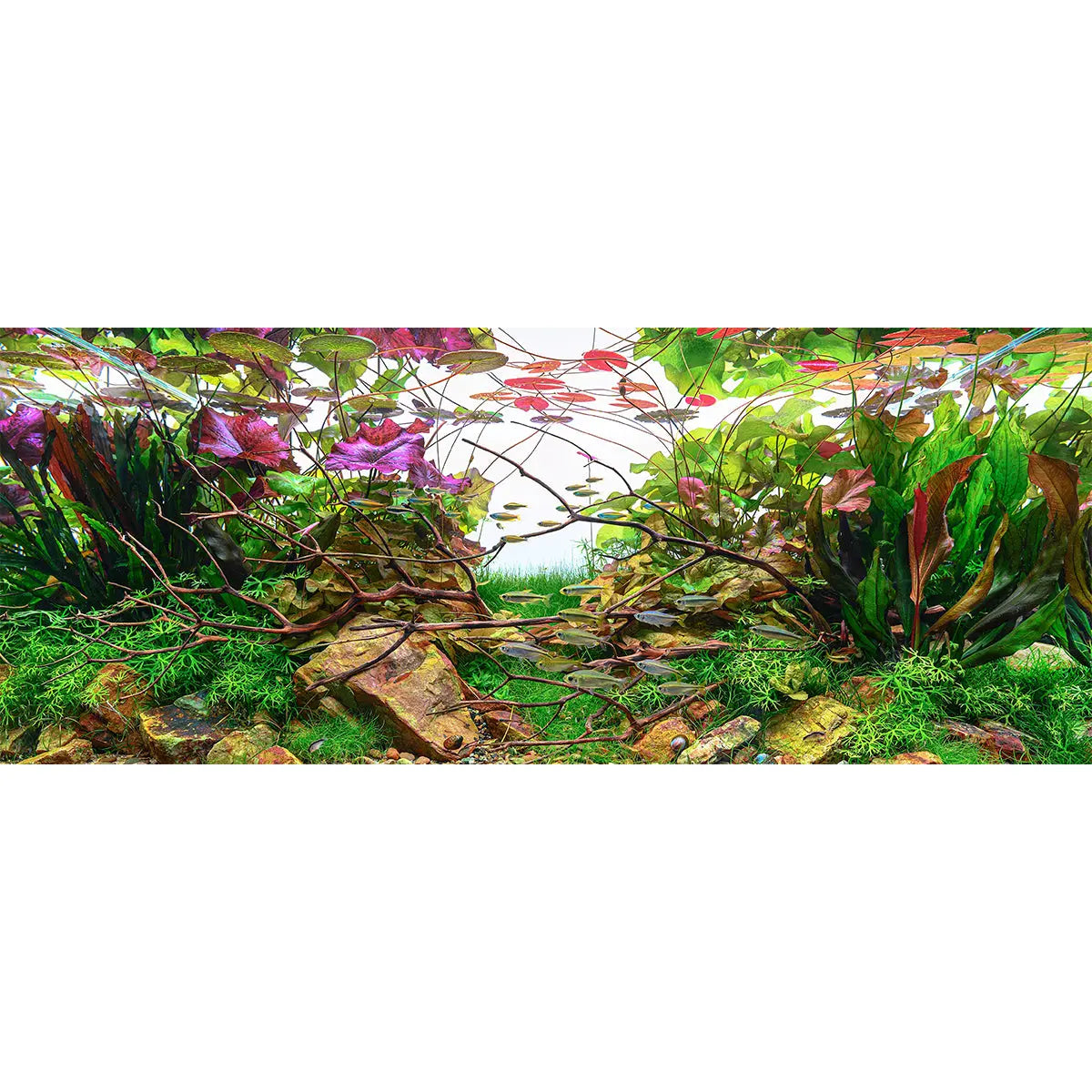 Chihiros WRGB II Slim Series LED Lighting System - Chihiros