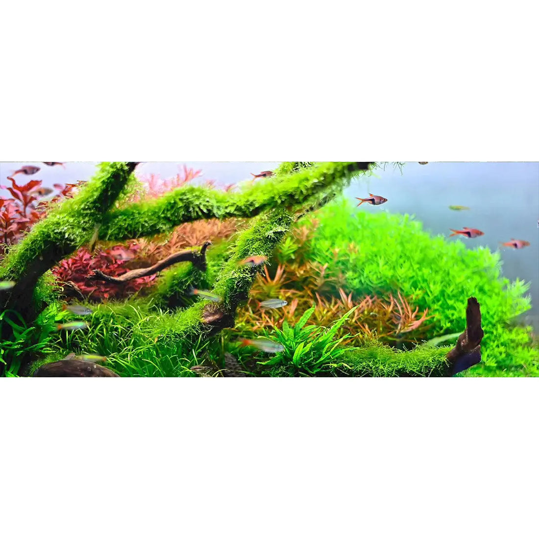 Chihiros aquariumslang Pro grijs 2x1,5 meter - voor de mooiste