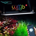 Chihiros WRGB II LED (Built-in Bluetooth) Mobile app Control Sunrise and Sunset Modes Built-in Multiple Modes Customized Modes High Intensity Helps Plants Show Color Chihiros Aquatic Studio