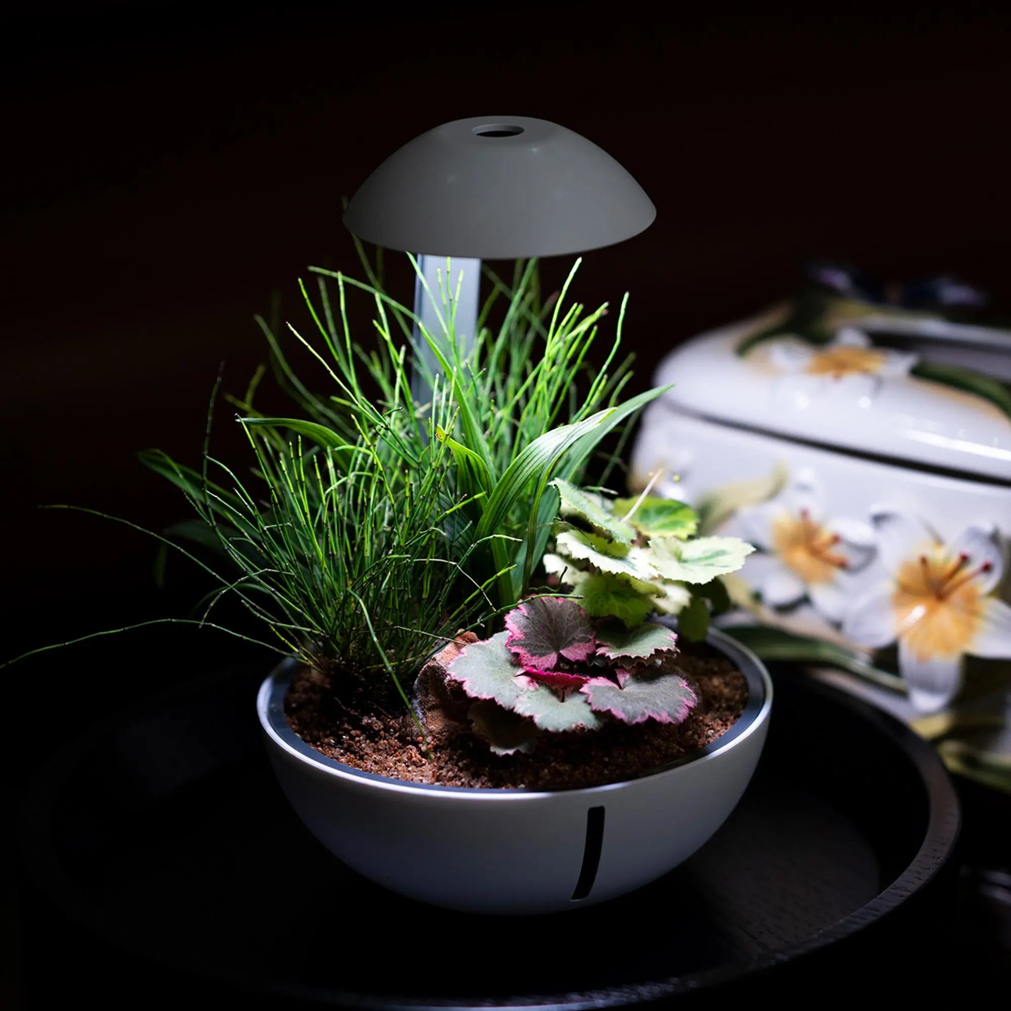 Chihiros Tiny Terrarium Egg - Thumbnail 2