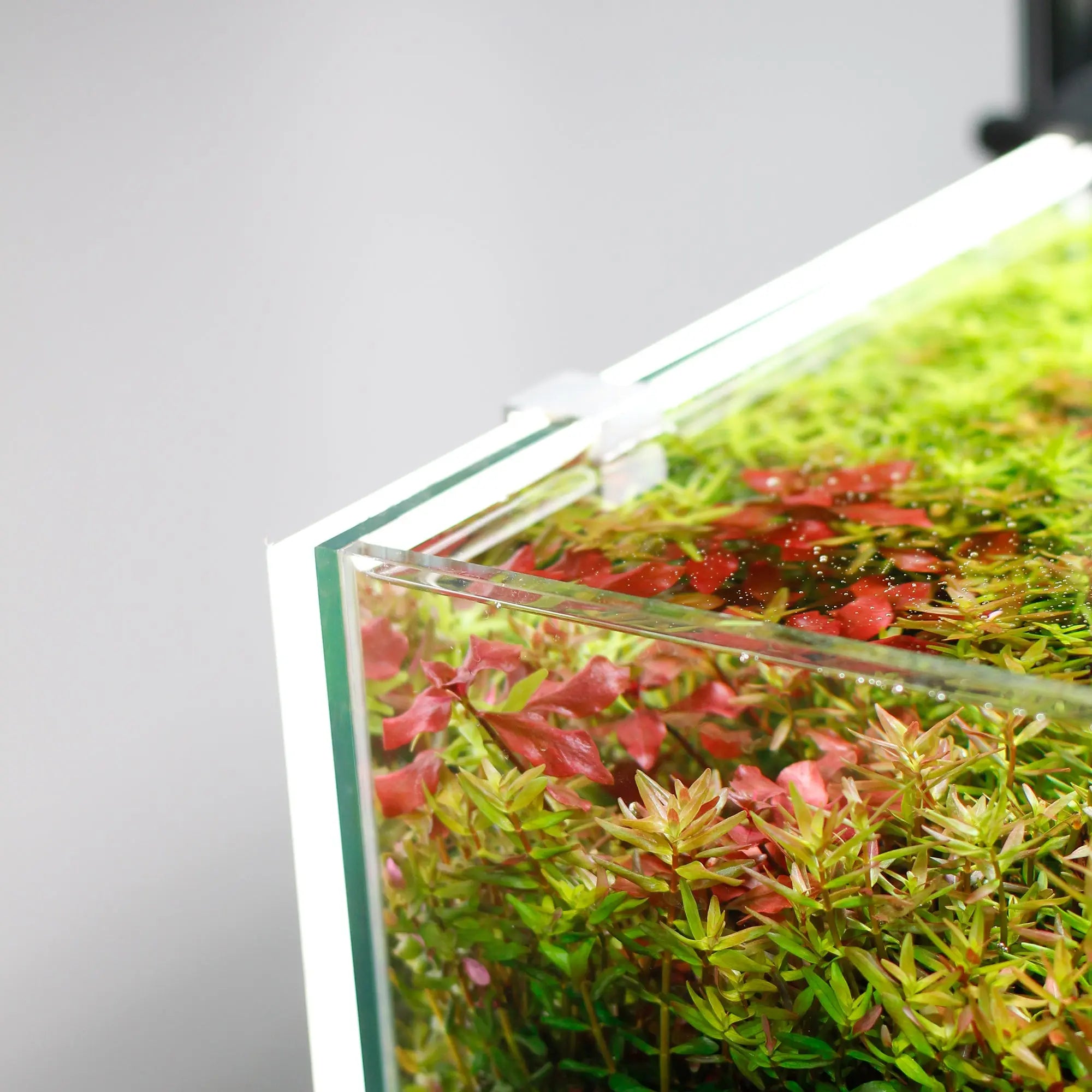 Chihiros White LED Background Lightscreen - Chihiros Aquatic